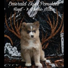 Hunt - Red and white male Pomsky puppy in Sumter, South Carolina from Emerald Skies Pomskies