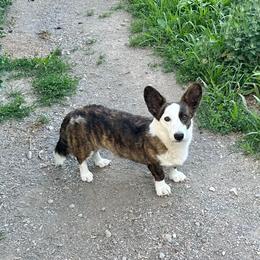 Gerda - Cardigan Welsh Corgi