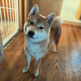 Katsu - Shiba Inu