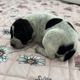 Gypsy - Black and white female German Shorthaired Pointer puppy in Hot Springs, Virginia from Thunder Mountain Gun Dogs