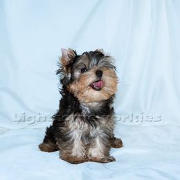 Yorkshire Terrier Puppies from Lightsome Yorkies