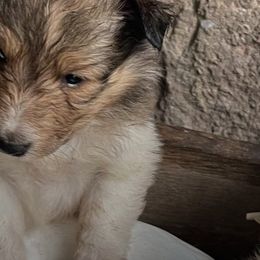 Shetland Sheepdogs from Lady B Sheltie