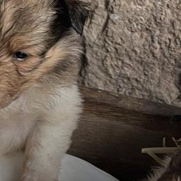 Shetland Sheepdogs from Lady B Sheltie