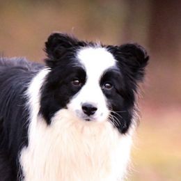 Tatum - Border Collie