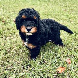 Dark boy - Phantom male Bernedoodle puppy in Asheboro, North Carolina from Lynes of Doodles
