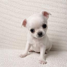 Chihuahua Puppies from Little angels