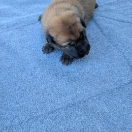 Boy 3 - Fawn sable male Belgian Malinois puppy in Paynes Corner, Virginia from Von-Zito Belgian Malinois