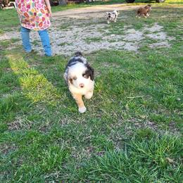 Samson - Blue merle male Miniature Australian Shepherd puppy in Willard, Missouri from Stoney Brook Aussies