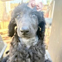 Gidget - Blue female Poodle puppy in Meadowbrook, California from Standard Poodle Pups