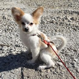 Papillon Puppies from WayMaker Papillons
