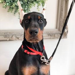 Doberman Pinscher Puppies from Imperium Dobermann Kennel