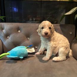 Apex - Cream female Poodle puppy in Elkin, North Carolina from Poodle and Doodle Haven