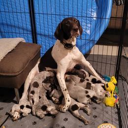 German Shorthaired Pointers from Donna's GSPs
