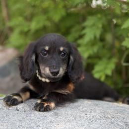 Fum 3000dollars - Black and cream female Dachshund puppy in Crystal, Michigan from Mare-bella Dachshunds