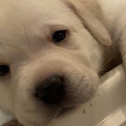 Labrador Retriever Puppies from BellaVista Labradors LLC
