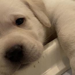 Labrador Retriever Puppies from BellaVista Labradors LLC