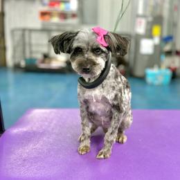 Luna - Aussiedoodle