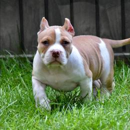 Girl 1 - Lilac female American Bully puppy in Baltimore, Maryland from Weight In Gold Kennels