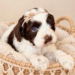 Matcha - Brown white and tan female Cockapoo puppy in Santa Barbara, California from K+C Doodles