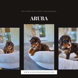 Aruba - Blue merle male Aussiedoodle puppy in North Royalton, Ohio from Johnson's Doodles