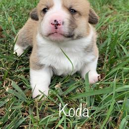 Pembroke Welsh Corgi Puppies from Cahas Corgis