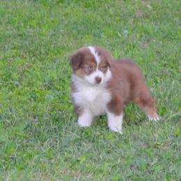 Australian Shepherd Puppies from Platinum Edition