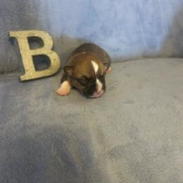 Skipper - Red male Pembroke Welsh Corgi puppy in Maupin, Oregon from Bailey Nannini