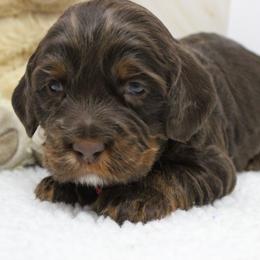 Rose Gold    pink collar - Chocolate female Australian Labradoodle puppy in Provo, Utah from EllsWORTH Labradoodles LLC