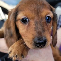 Dachshund Puppies from I DREAM OF DACHSHUNDS