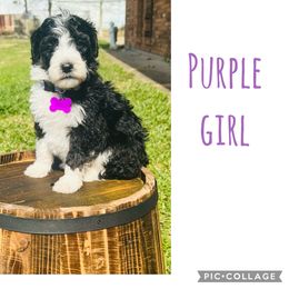 Sheepadoodle Puppies from E & M Doodles