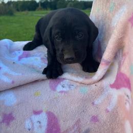 Female 1 - Black female Labrador Retriever puppy in Centerville, Pennsylvania from Rose Haven Farm