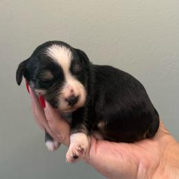 Alice - Black female Miniature Schnauzer puppy in Brundidge, Alabama from Deez Pups Magnificent Schnauzers