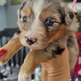 Noel - Blue merle female Miniature Australian Shepherd puppy in Dunnellon, Florida from Ever After Mini Aussies