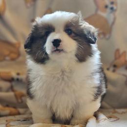 Guy - Red male Pembroke Welsh Corgi puppy in Rensselaer, Indiana from Sharand MAS and Pembroke Welsh Corgis