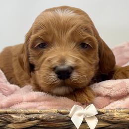 White Male - Apricot male Goldendoodle puppy in Great Falls, Montana from Montana Goldendoodles
