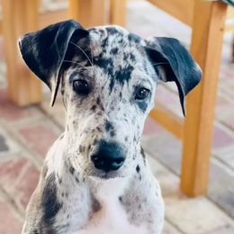 Great Danes from So Cal Great Danes