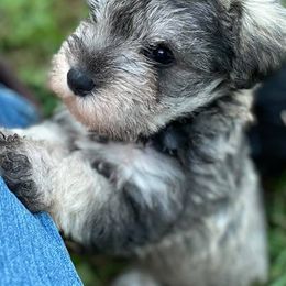 Miniature Schnauzers from Carolina Legacy Miniature Schnauzers