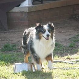 Ryder - Miniature Australian Shepherd