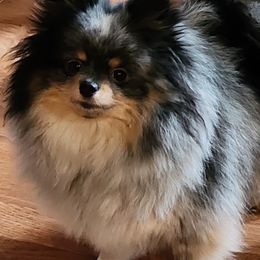 Freya - Pomeranian