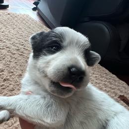 Girl 6 - Blue Speckled - Blue speckled female Australian Cattle Dog puppy in Reed Point, Montana from Heelers and Highlands