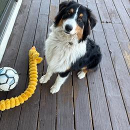 RV - Black tri-color male Australian Shepherd puppy in Rosamond, California from Fly by Nite Australian Shepherds