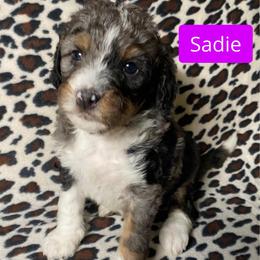 Sadie - Tri-color female Bernedoodle puppy in Battle Creek, Michigan from T-Rose’s Bernedoodle & Pomsky Puppies