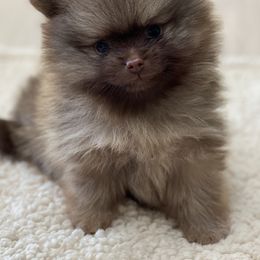 Pomeranian Puppies from Park Avenue Poms