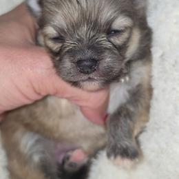 Dove AKC TINY - Lilac female Pomeranian puppy in Arthur, Illinois from Dachs and Poms