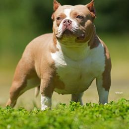 Nugget - American Bully