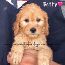 Betty - Apricot female Goldendoodle puppy in Lancaster, Minnesota from North Star Dog Training
