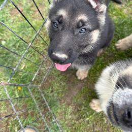 Pink female - Black and tan female German Shepherd puppy in Columbiana County, Ohio from Das Müller Hund Haus