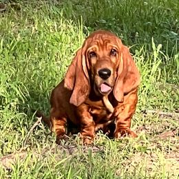 Hammish “Hammy” - Basset Hound