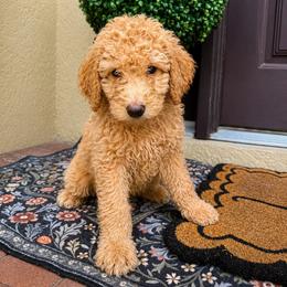Winston - Apricot male Goldendoodle puppy in Sanford, Florida from Florida Coast Golden Doodles
