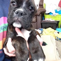 Boxer Puppies from Vintage Boxers